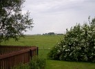 Strandläufer / Kleiseerkoogsdeich