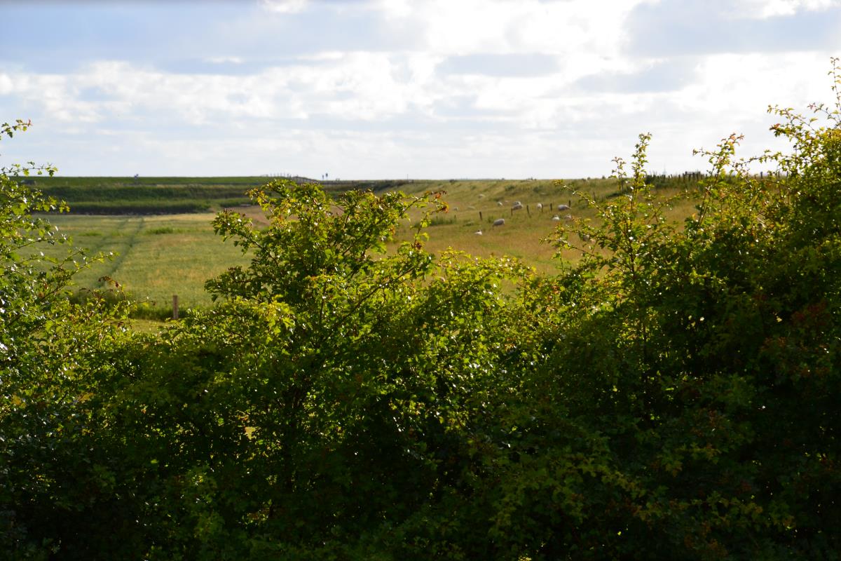 Lille Peer