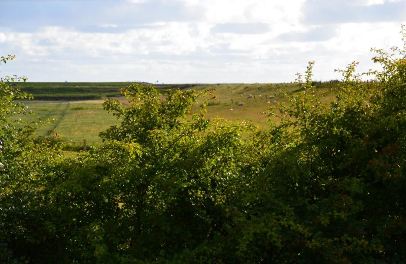Lille Peer